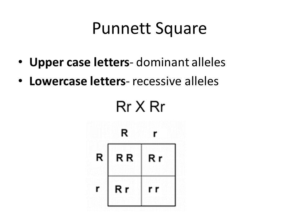 Punnett Square Upper case letters- dominant alleles Lowercase letters- recessive alleles