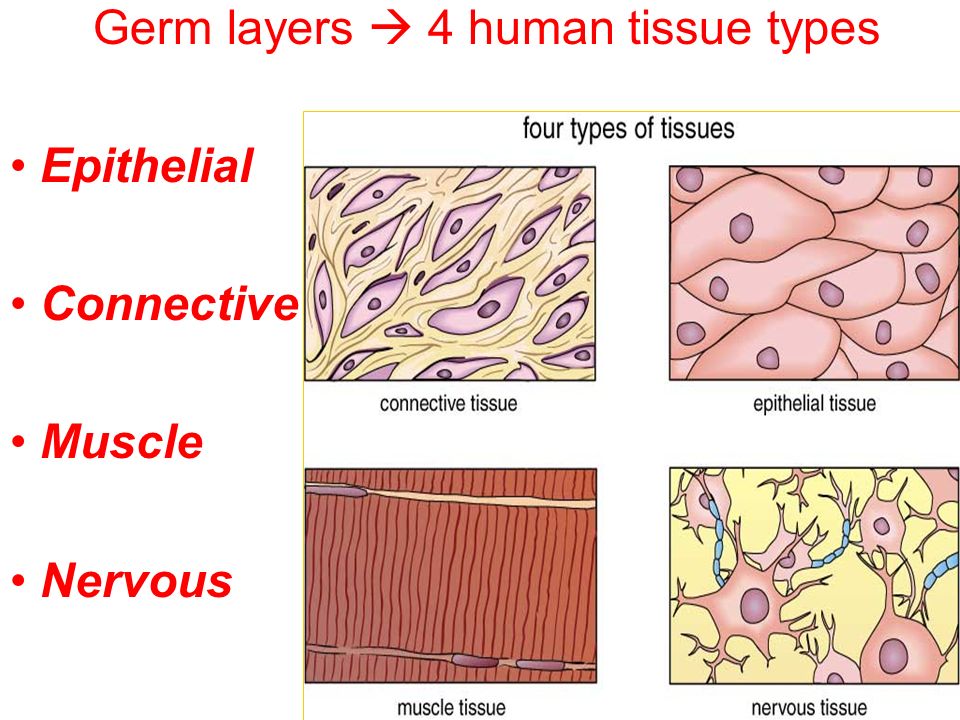 Image result for 4 types body tissues tissues