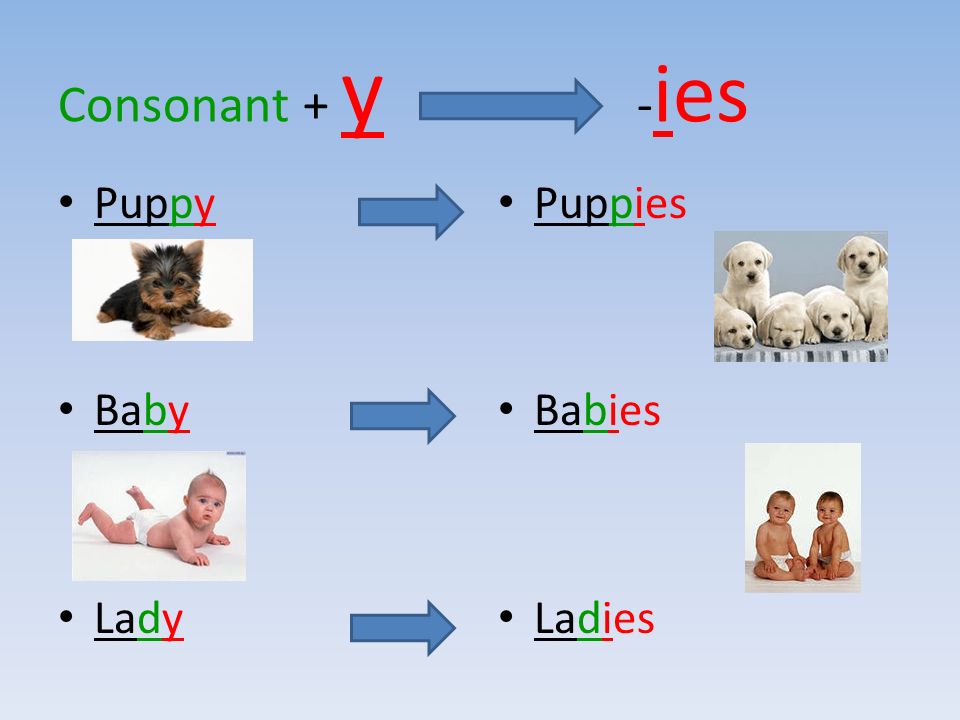 Consonant + y - ies Puppy Baby Lady Puppies Babies Ladies