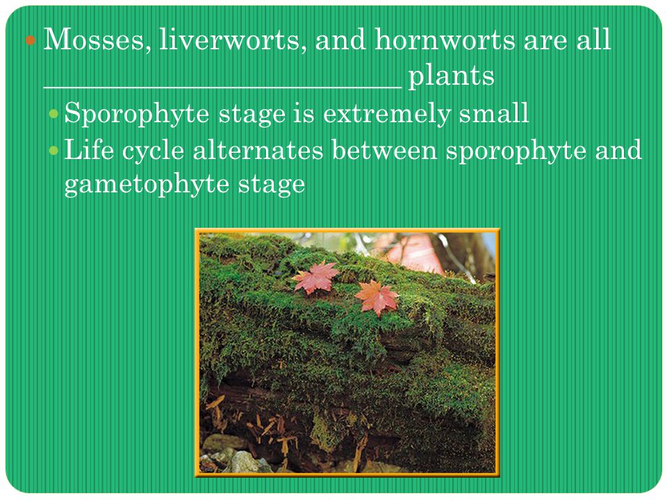 Mosses, liverworts, and hornworts are all ________________________ plants Sporophyte stage is extremely small Life cycle alternates between sporophyte and gametophyte stage