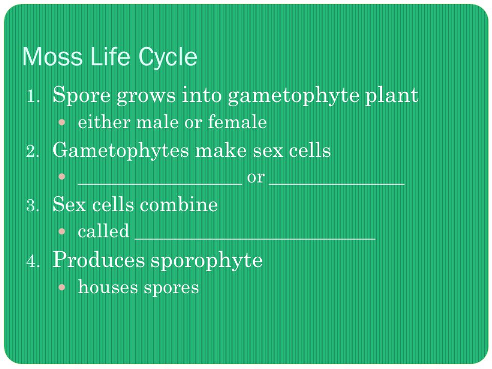 Moss Life Cycle 1. Spore grows into gametophyte plant either male or female 2.