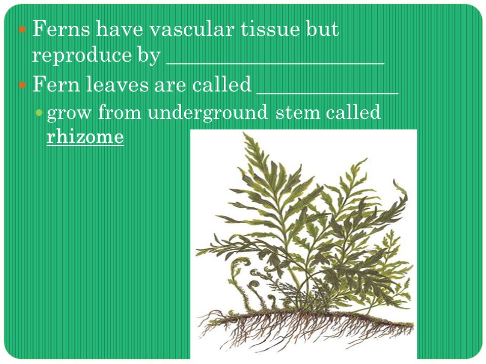 Ferns have vascular tissue but reproduce by ____________________ Fern leaves are called _____________ grow from underground stem called rhizome