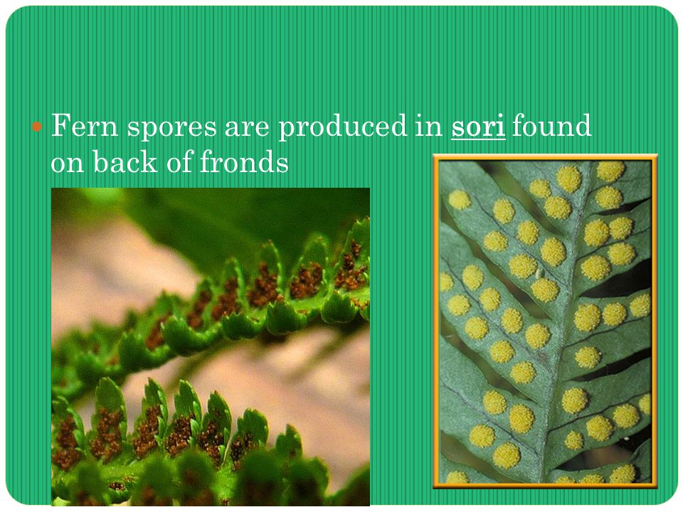 Fern spores are produced in sori found on back of fronds