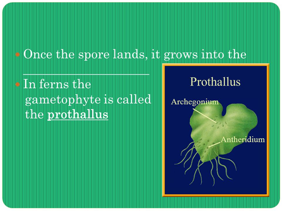 Once the spore lands, it grows into the ____________________ In ferns the gametophyte is called the prothallus Prothallus Archegonium Antheridium