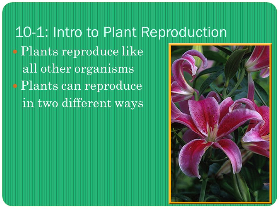 10-1: Intro to Plant Reproduction Plants reproduce like all other organisms Plants can reproduce in two different ways