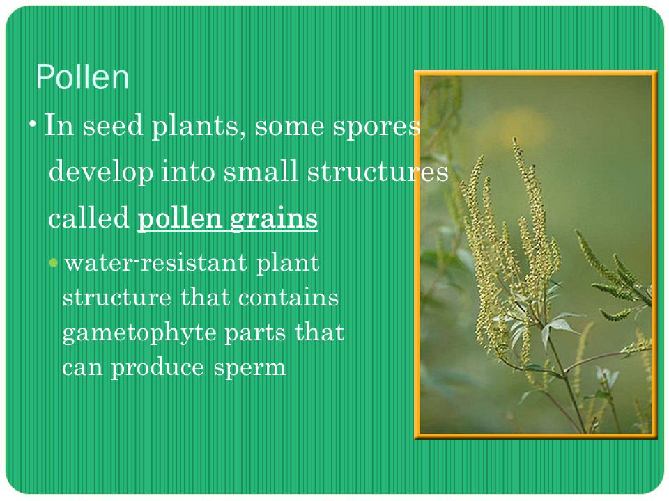 Pollen In seed plants, some spores develop into small structures called pollen grains water-resistant plant structure that contains gametophyte parts that can produce sperm