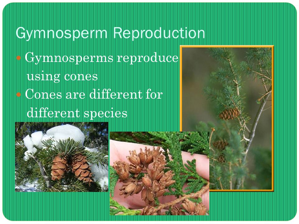 Gymnosperm Reproduction Gymnosperms reproduce using cones Cones are different for different species