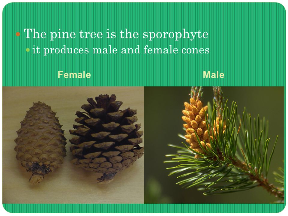 The pine tree is the sporophyte it produces male and female cones FemaleMale