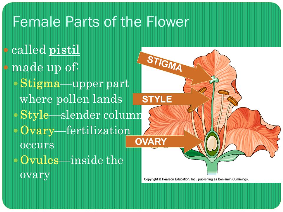 Female Parts of the Flower called pistil made up of: Stigma—upper part where pollen lands Style—slender column Ovary—fertilization occurs Ovules—inside the ovary STIGMA STYLE OVARY