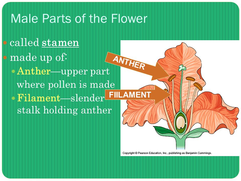 Male Parts of the Flower called stamen made up of: Anther—upper part where pollen is made Filament—slender stalk holding anther ANTHER FIILAMENT