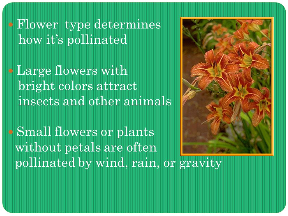 Flower type determines how it’s pollinated Large flowers with bright colors attract insects and other animals Small flowers or plants without petals are often pollinated by wind, rain, or gravity