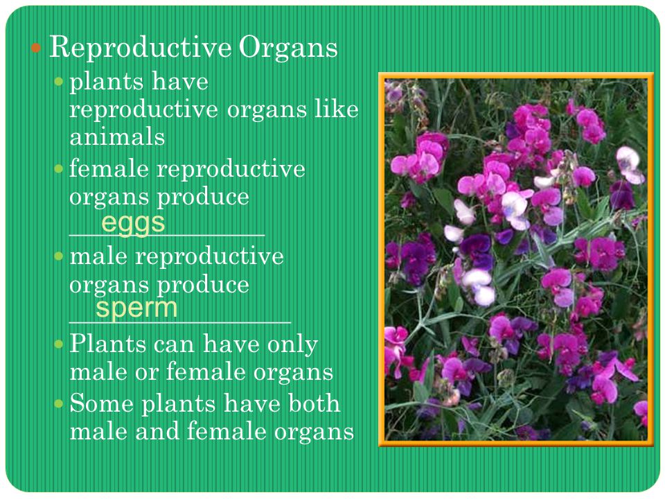 Reproductive Organs plants have reproductive organs like animals female reproductive organs produce _______________ male reproductive organs produce _________________ Plants can have only male or female organs Some plants have both male and female organs eggs sperm