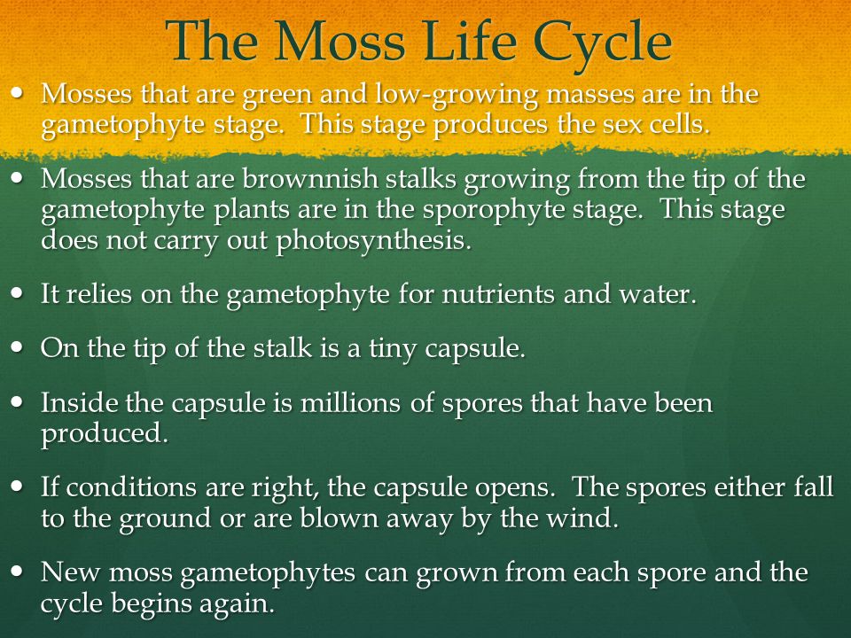 The Moss Life Cycle Mosses that are green and low-growing masses are in the gametophyte stage.