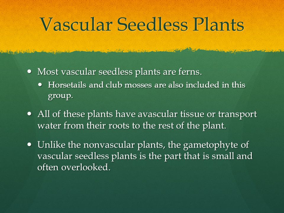 Vascular Seedless Plants Most vascular seedless plants are ferns.