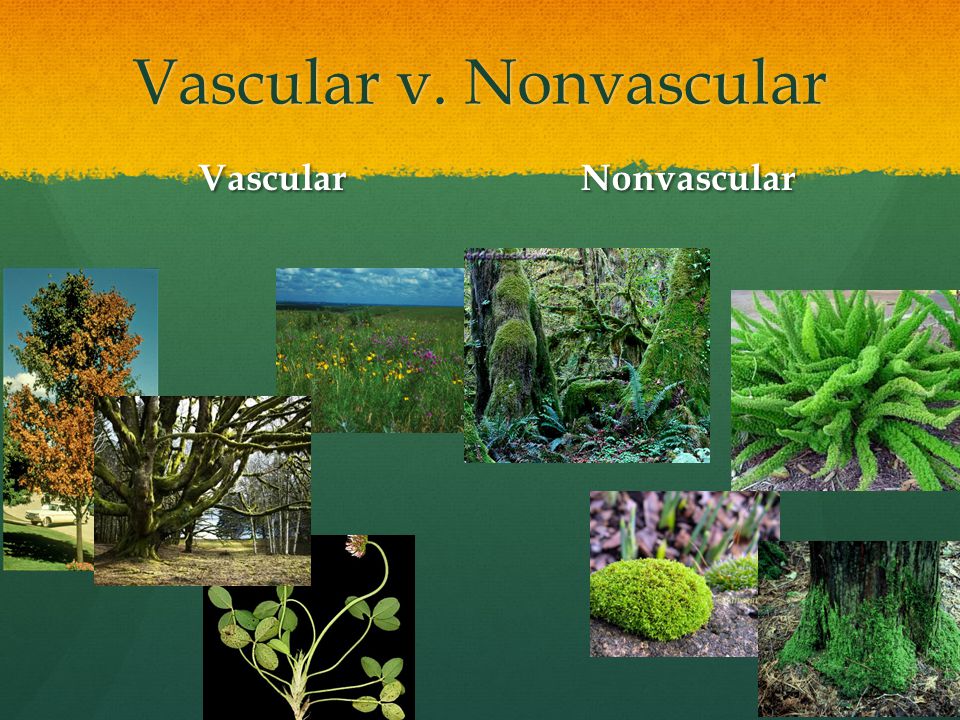 Vascular v. Nonvascular VascularNonvascular