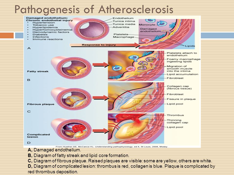 diagram of tissue diagram of tissue