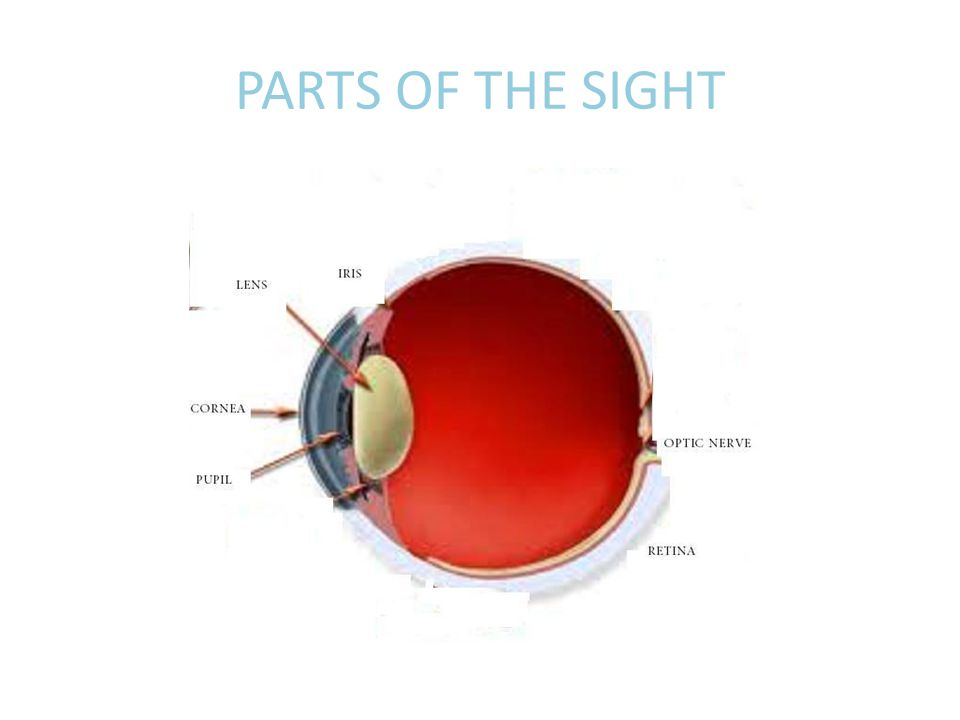 PARTS OF THE SIGHT