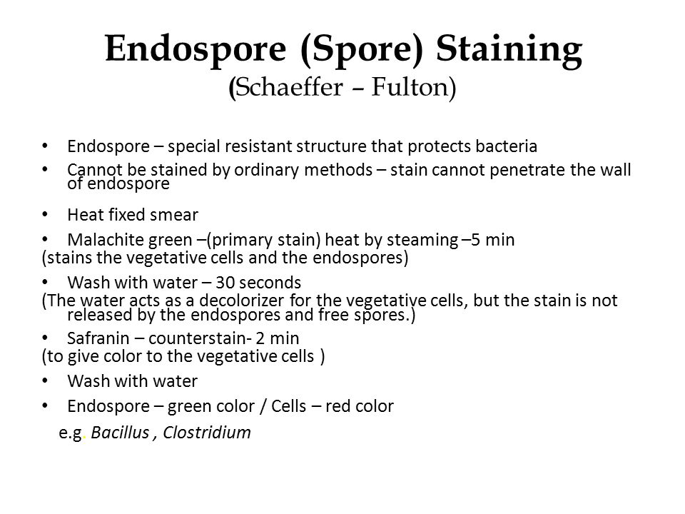 schaeffer fulton endospore stain Endospore stain the endospore stain is a differential stain used to visualize bacterial endospores endospores are formed by a few genera of bacteria, such as bacillus. schaeffer fulton endospore stain Endospore stain the endospore stain is a differential stain used to visualize bacterial endospores endospores are formed by a few genera of bacteria, such as bacillus.