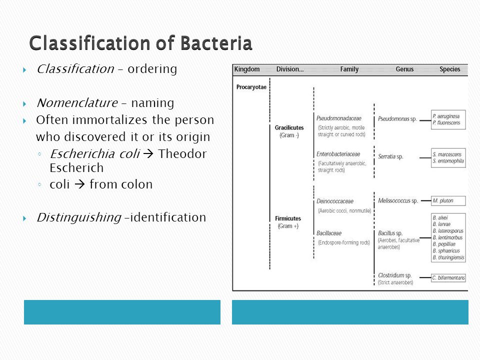 Microbiology Bacteria Classification Chart