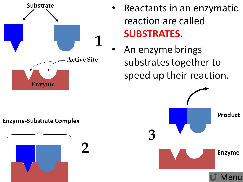 an analysis of an enzymatic reaction 1 candace s randolph misep cohort 2 chemistry 512 enzyme catalysis lab report pre-lab questions: 1 write a balanced chemical equation with state symbols for the reaction. an analysis of an enzymatic reaction 1 candace s randolph misep cohort 2 chemistry 512 enzyme catalysis lab report pre-lab questions: 1 write a balanced chemical equation with state symbols for the reaction.