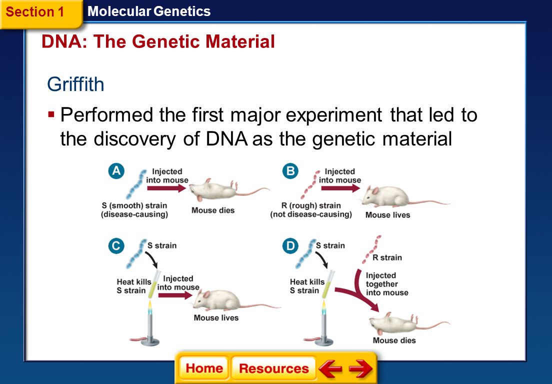 dna experiments essay dna experiments essay