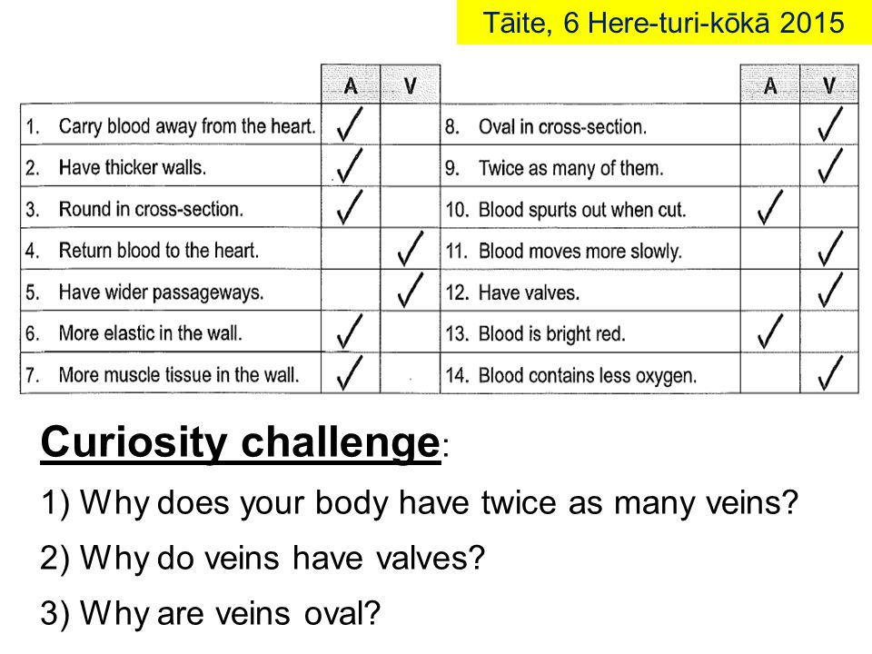 Curiosity challenge : 1) Why does your body have twice as many veins.