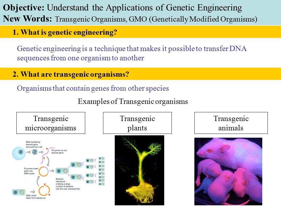 Genetic engineering is a technique that makes it possible to transfer DNA sequences from one organism to another 1.