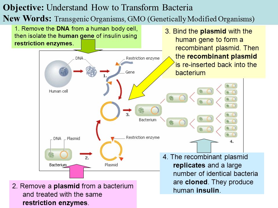 How to Transform Bacteria. 4.