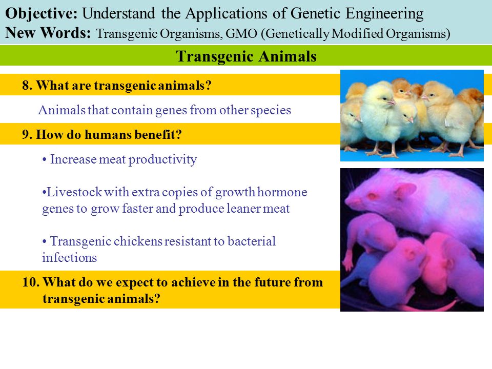 8. What are transgenic animals. Animals that contain genes from other species 9.