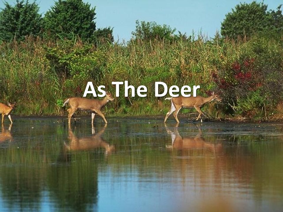 As The Deer