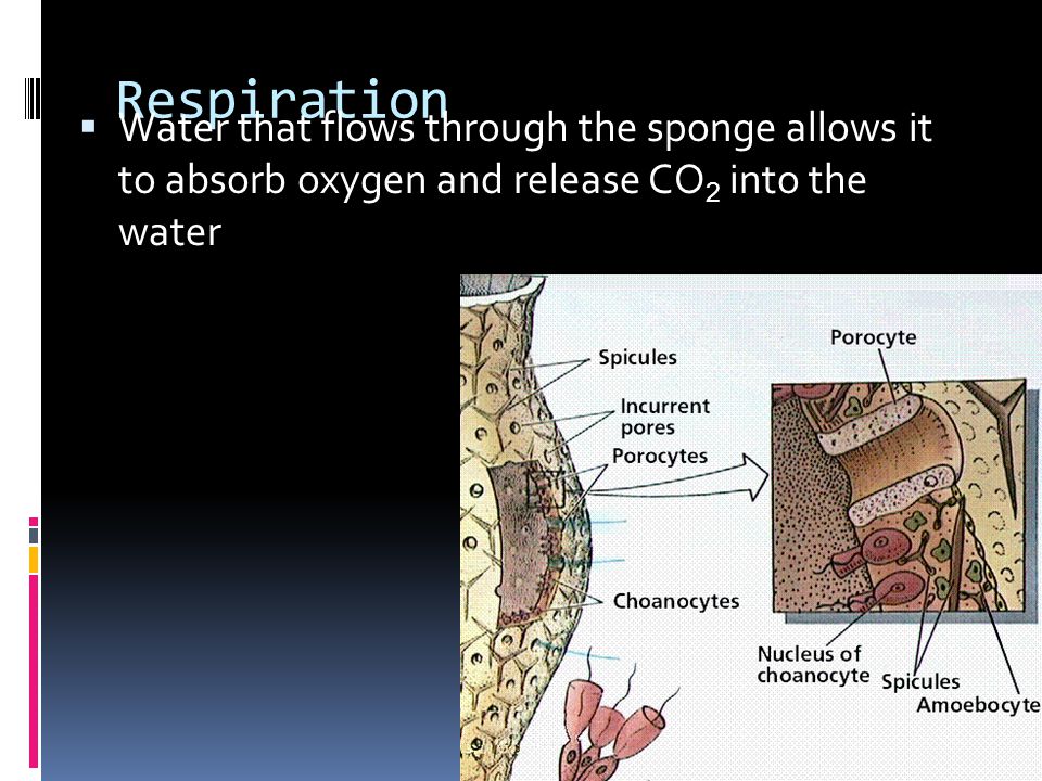 Respiration  Water that flows through the sponge allows it to absorb oxygen and release CO 2 into the water