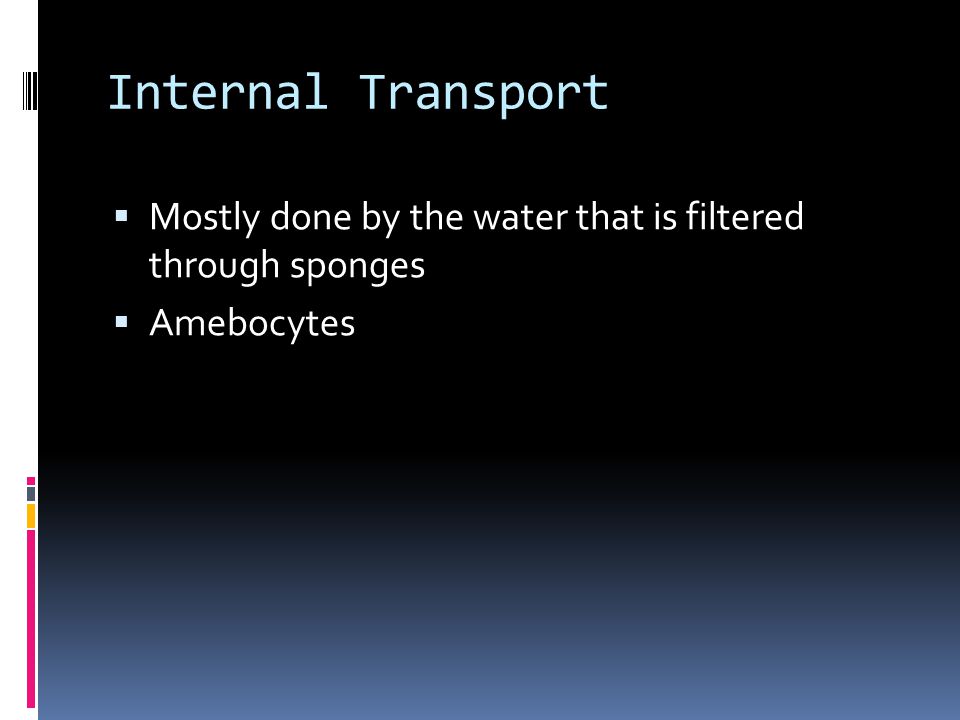 Internal Transport  Mostly done by the water that is filtered through sponges  Amebocytes