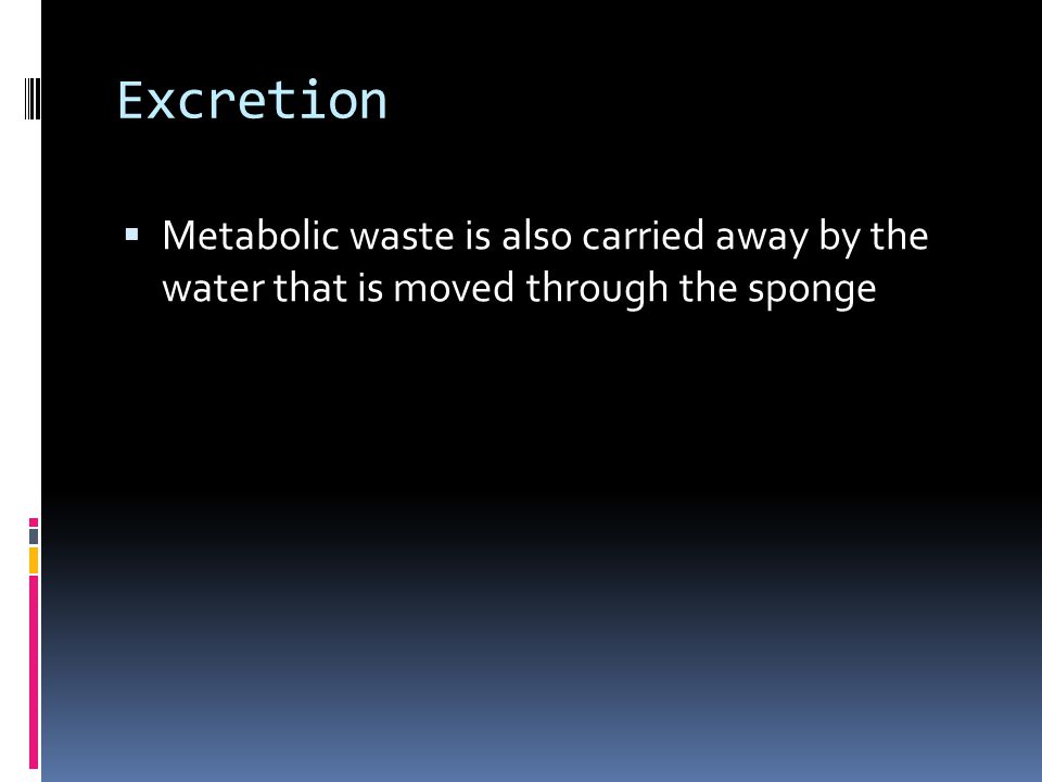 Excretion  Metabolic waste is also carried away by the water that is moved through the sponge