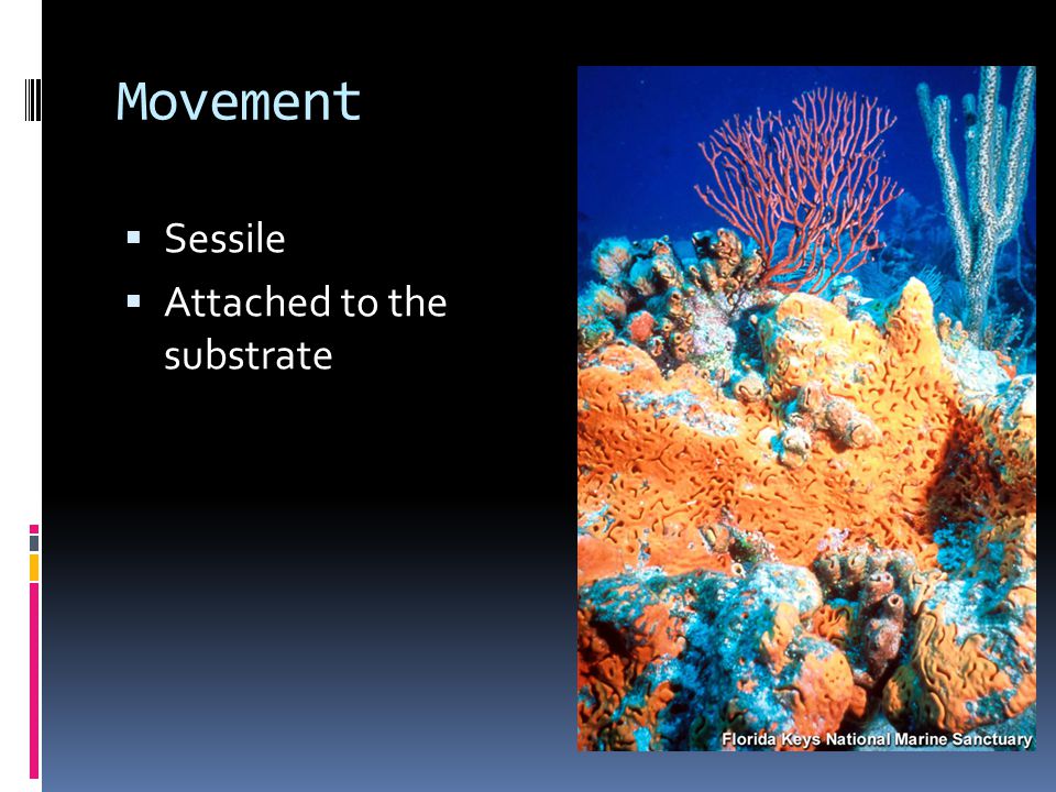 Movement  Sessile  Attached to the substrate