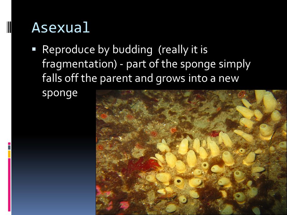 Asexual  Reproduce by budding (really it is fragmentation) - part of the sponge simply falls off the parent and grows into a new sponge