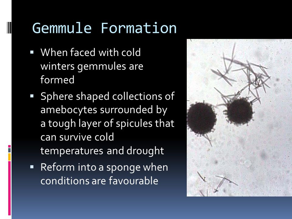 Gemmule Formation  When faced with cold winters gemmules are formed  Sphere shaped collections of amebocytes surrounded by a tough layer of spicules that can survive cold temperatures and drought  Reform into a sponge when conditions are favourable