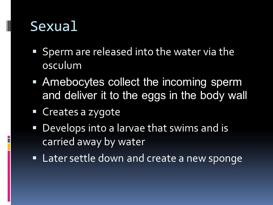 Sexual  Sperm are released into the water via the osculum  Amebocytes collect the incoming sperm and deliver it to the eggs in the body wall  Creates a zygote  Develops into a larvae that swims and is carried away by water  Later settle down and create a new sponge