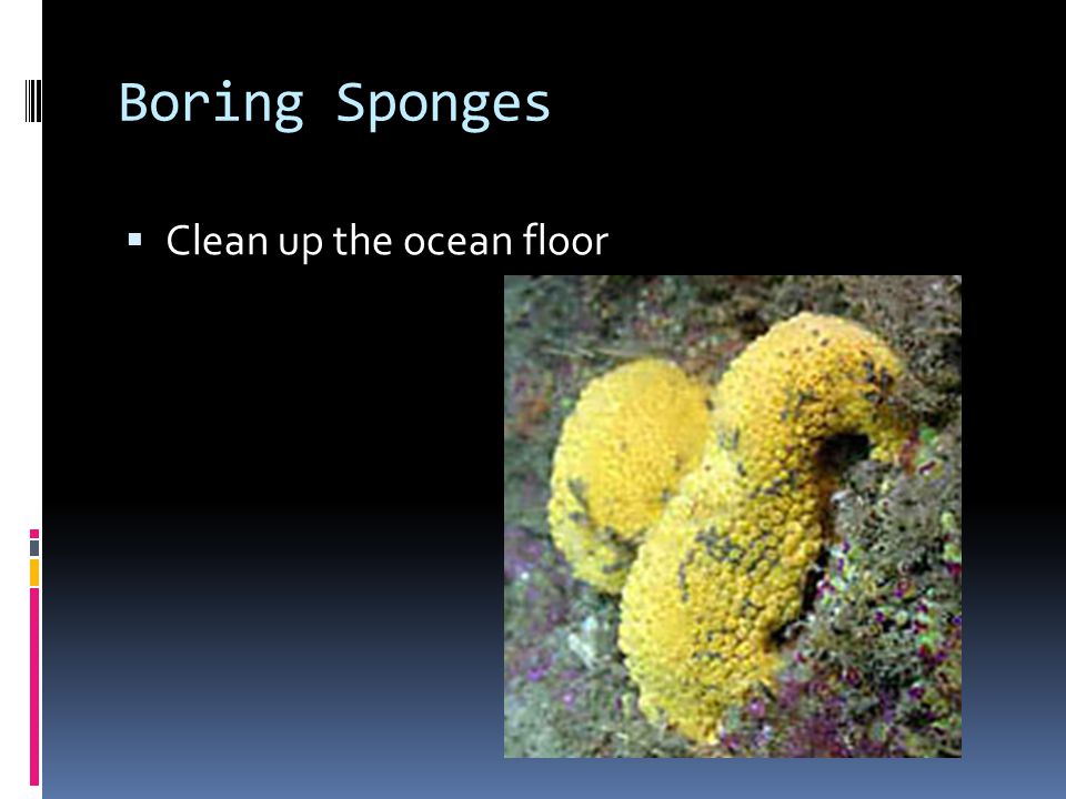 Boring Sponges  Clean up the ocean floor