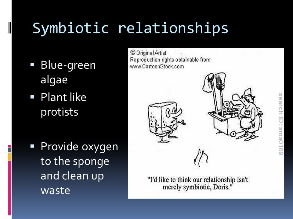 Symbiotic relationships  Blue-green algae  Plant like protists  Provide oxygen to the sponge and clean up waste