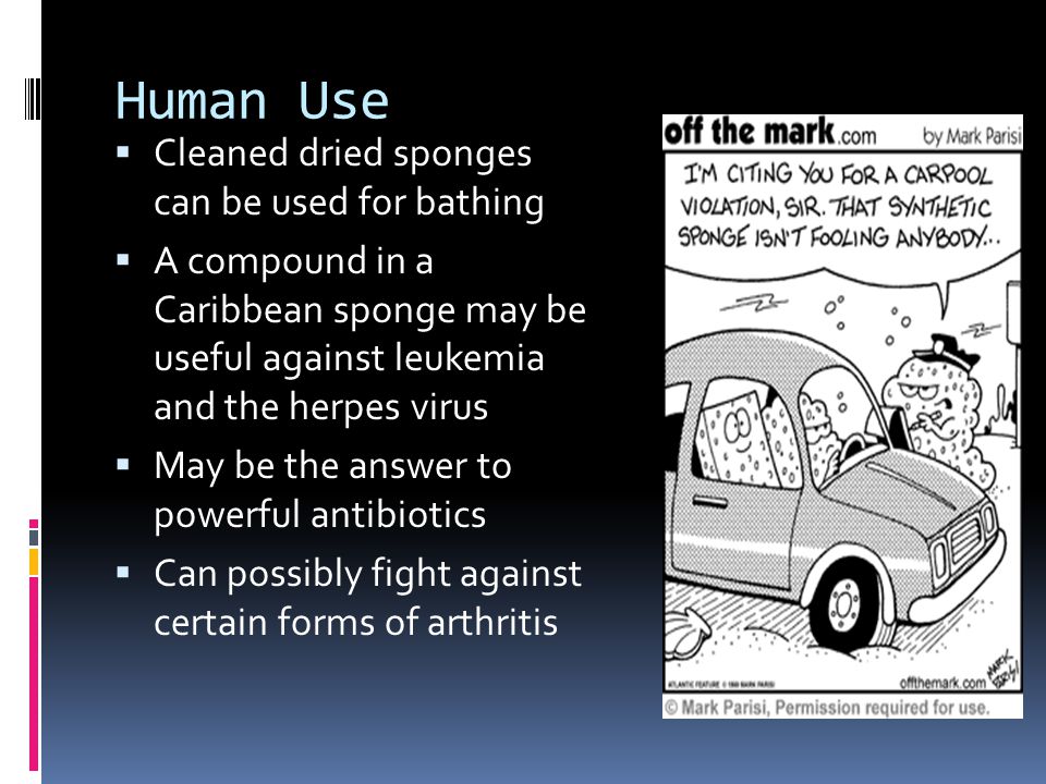 Human Use  Cleaned dried sponges can be used for bathing  A compound in a Caribbean sponge may be useful against leukemia and the herpes virus  May be the answer to powerful antibiotics  Can possibly fight against certain forms of arthritis