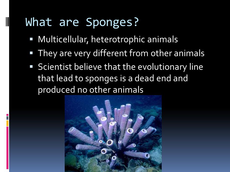 What are Sponges.