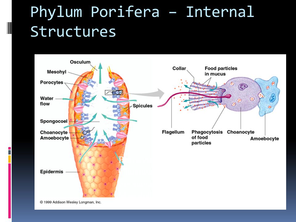 Phylum Porifera – Internal Structures Porocytes = pore cells Choanocyte = collar cell Spongocoel = central cavity Mesohyl = jelly-like inner layer