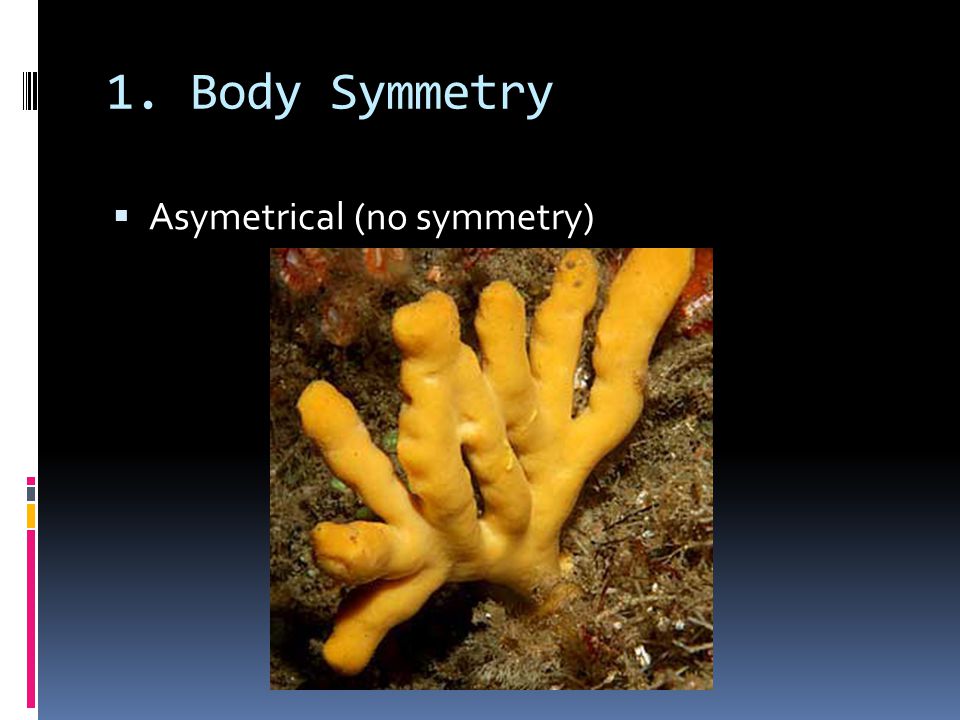 1. Body Symmetry  Asymetrical (no symmetry)