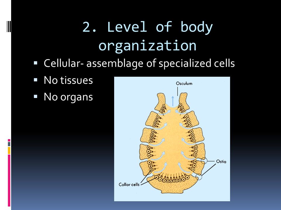 2. Level of body organization  Cellular- assemblage of specialized cells  No tissues  No organs