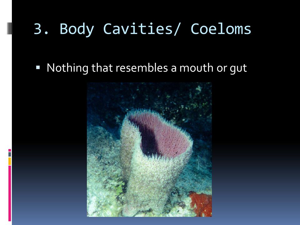 3. Body Cavities/ Coeloms  Nothing that resembles a mouth or gut