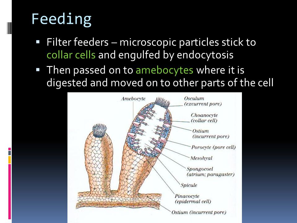 Feeding  Filter feeders – microscopic particles stick to collar cells and engulfed by endocytosis  Then passed on to amebocytes where it is digested and moved on to other parts of the cell