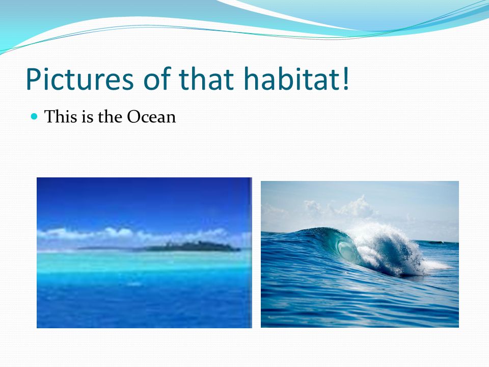 Pictures of that habitat! This is the Ocean