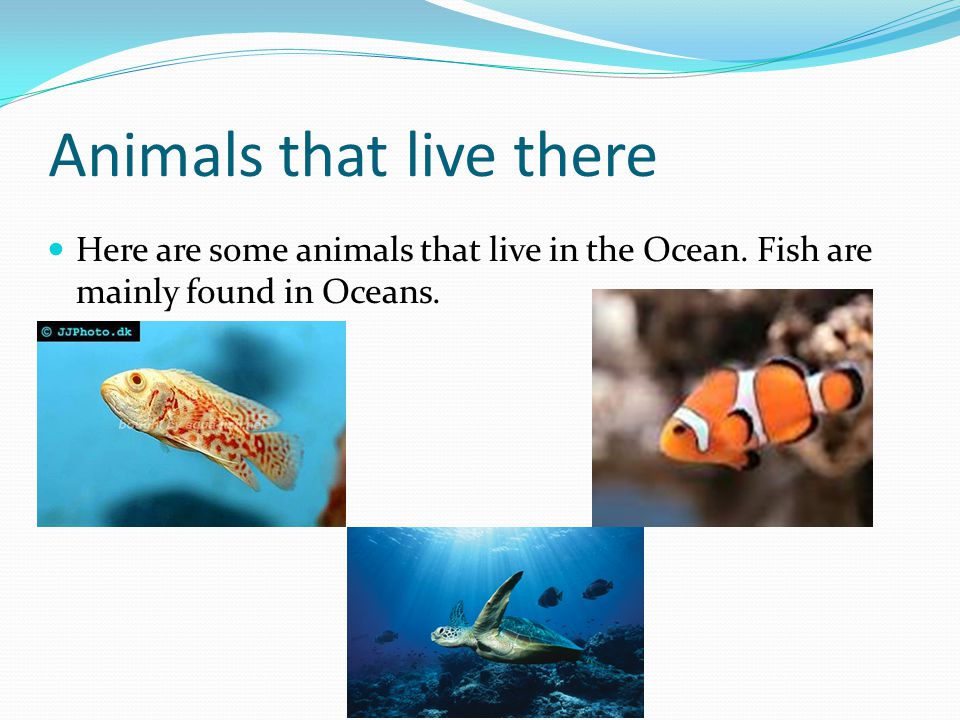 Animals that live there Here are some animals that live in the Ocean.