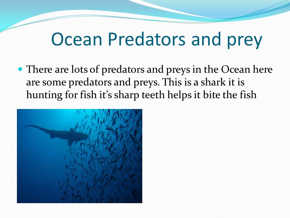 Ocean Predators and prey There are lots of predators and preys in the Ocean here are some predators and preys.