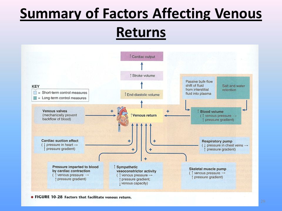 venous return